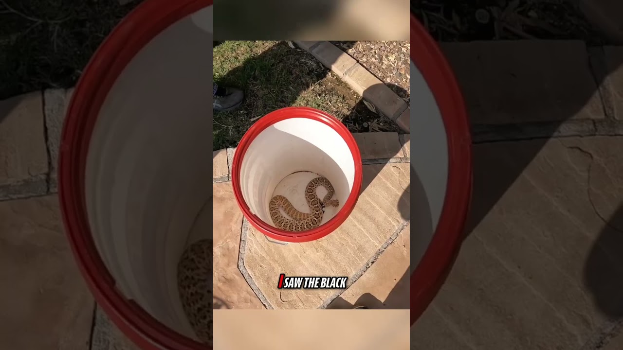 Western Diamondback Rattlesnake Climbing a Bush