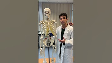 3 types of cartilage #shorts #mbbs #futuredoctor