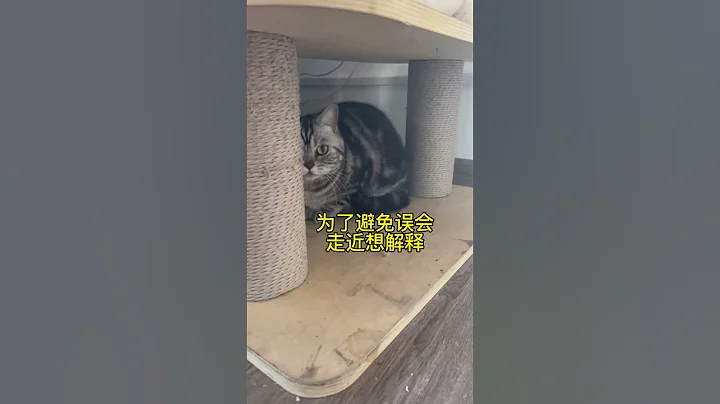 【JoJo也是鏟屎官】奉勸大家……有些東西千萬不要一摸一樣的買兩個！現在我都不知道該如何跟我家貓解釋了～ - 天天要聞