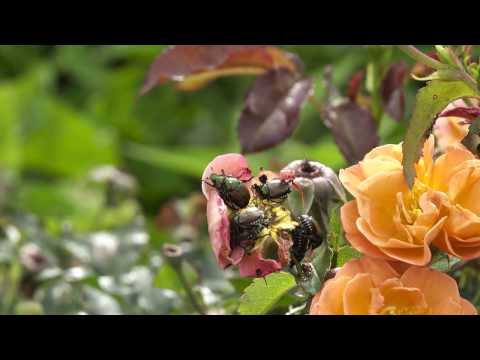 Come giapponesi controllo Beetles