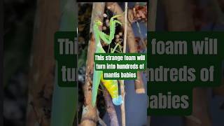 Mantis Builds a Strange Foam Nest for Hundreds of Babies! #animals #mantis #wildanimals