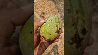 Got Pranked by a Ripe Mango #shorts #shortvideo #merauke #jagebob #southpapua