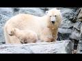 ホッキョクグマの子グマが成長中