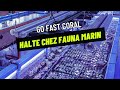 Go fast coral  halte chez fauna marin