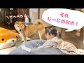 じーじの座布団をブン回す柴犬のもとへ、2歳児が注意しにやってきた