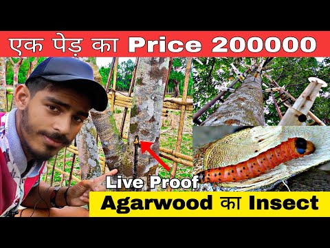 Agarwood Ka Insect 🐛Live Proof || Agarwood Plantation