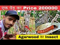 Agarwood ka insect live proof  agarwood plantation 