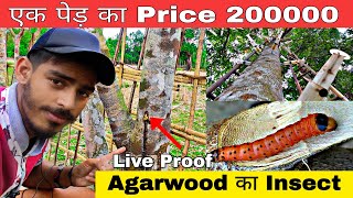 Agarwood Ka Insect 🐛Live Proof || Agarwood Plantation 🌱