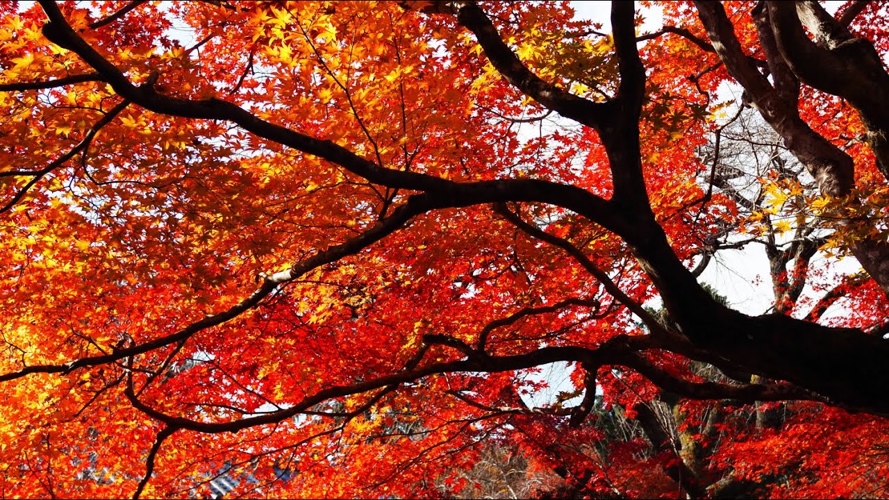 京都楓葉 Kyoto Autumn Foliage Photography