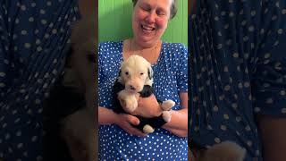 Maple at 4 Weeks - Old English Sheepdog Puppy by Wisconsin Old English Sheepdogs 296 views 9 months ago 1 minute, 26 seconds