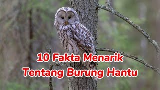 10 FAKTA TENTANG BURUNG HANTU