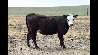HEIFERS 2026