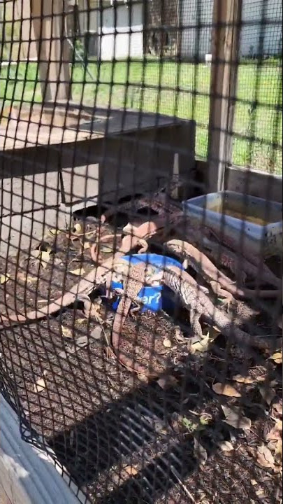 Tegu Fenzy 💨 #shorts #tegus #animals #pets #lizards #wildlife #nature #creature #dinosaurs #reptile