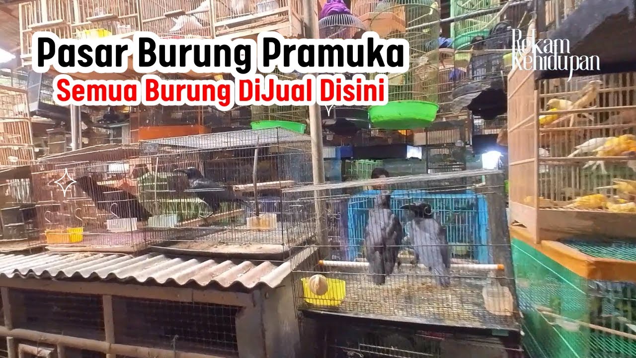 Mengudara di Dunia Maya: Panduan Lengkap Menjual Burung Secara Online