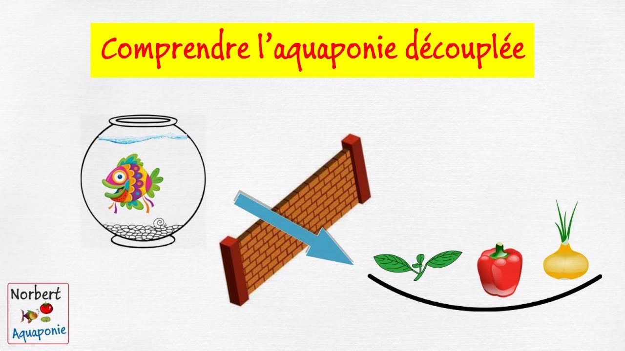 🐟🌿 Comprendre l'aquaponie découplée