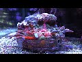 Thorny oyster timelapse