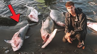 Why 73,000,000 Sharks were Found DEAD on this BEACH?  *WARNING!* (the dark truth)