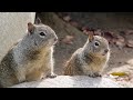 Kaput ground squirrel bait 2022