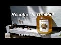 Recolte du gremiel