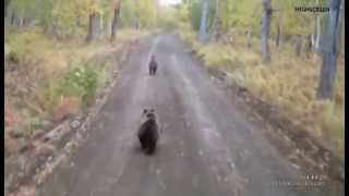 три медведя Камчатка, Three Bears of Kamchatka