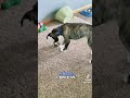 Funny dog bounce ball