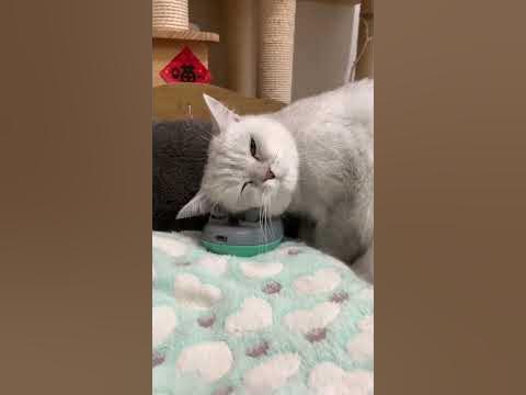 Коты и кошки не хотят на работу 😀 #животные #кошка #кошки #массаж # ...