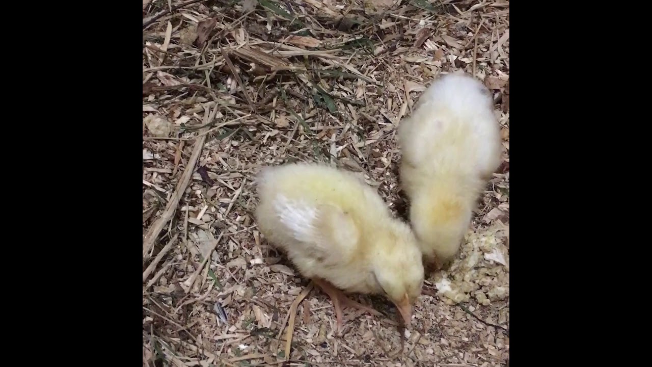 Broody Hen had 5 little Chicks|| Teaching them how to eat and hunt