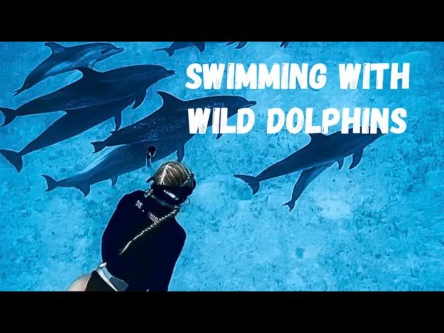 Sailing Clarencetown, Long Island to Georgetown, Great Exuma⛵️ Swimming with wild dolphins🐬 S2 Ep5