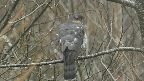 Sparrowhawk hunting technique