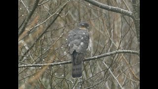 Sparrowhawk hunting technique