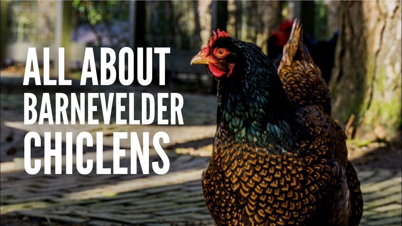 Barnevelder Chickens Everything You Need to Know YouTube
