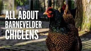 Barnevelder Chickens  Everything You Need to Know