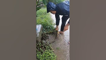 Importance Clean Culvert Drain On Street #unclog #clean #drain #culvert #shorts