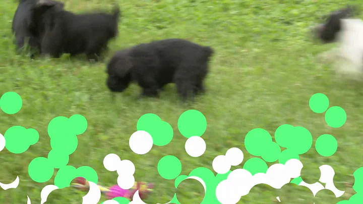 Kristine Yoder's Mini Schnauzer puppies