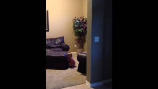 Stop Jumping On The Couch