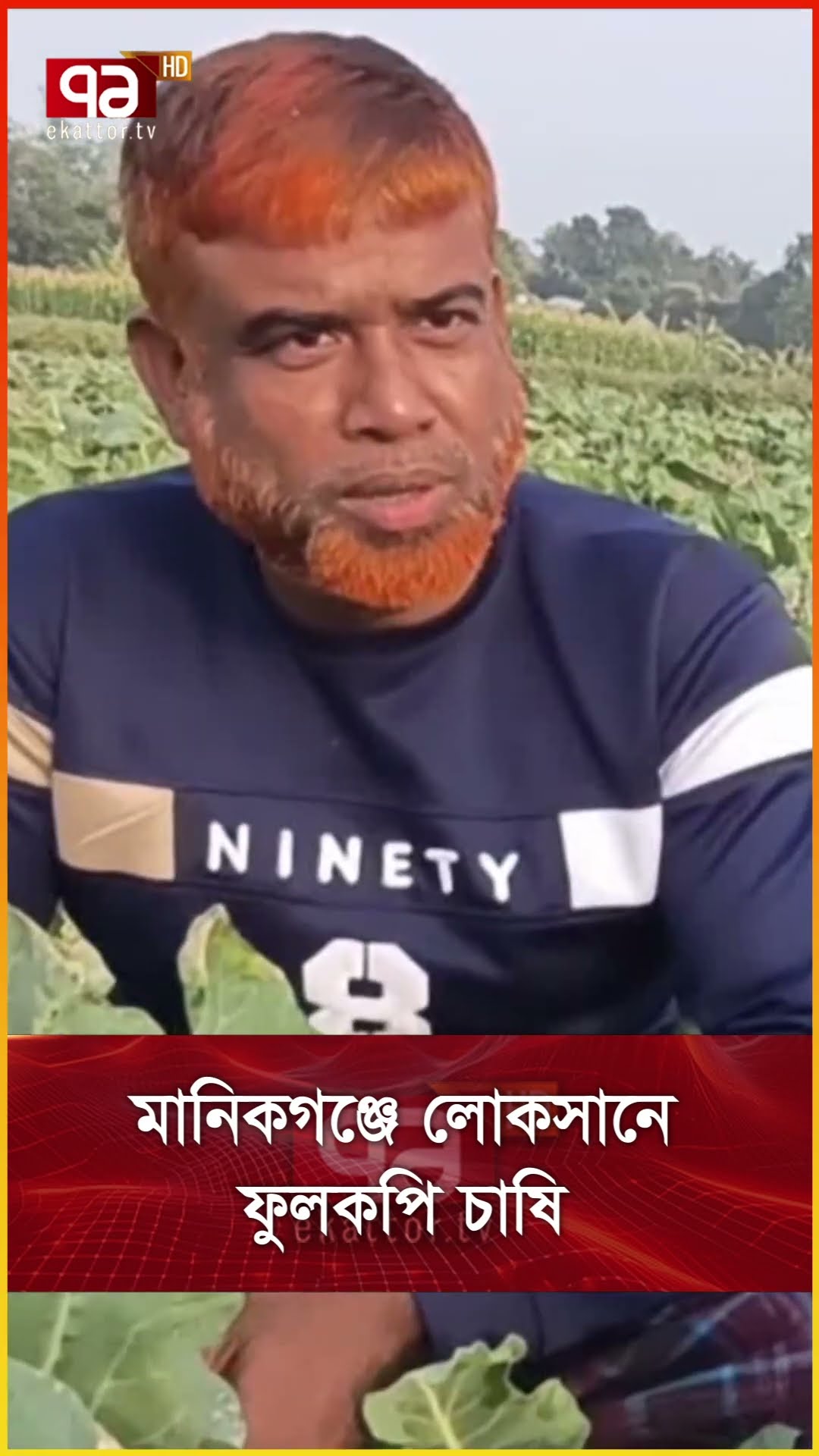 মানিকগঞ্জে লোকসানে ফুলকপি চাষি