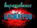 ВЫРАЩИВАНИЕ БРОЙЛЕРОВ В ДОМАШНИХ УСЛОВИЯХ# СОВЕТЫ ПО ВЫРАЩИВАНИЮ БРОЙЛЕРОВ# ЭТО ПОЛЕЗНО ЗНАТЬ