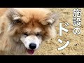 保護犬の楽園リーダー秋田犬 大吉くんのご報告