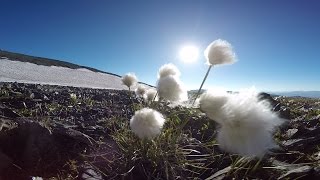 Ukok. Next Turn. Trailer / Укок. Новый поворот. Трейлер. Ukok. Next Turn. Trailer / Укок. Новый поворот. Трейлер.