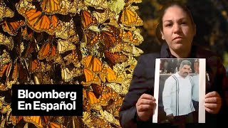 La misteriosa desaparición del rey de las mariposas | Bloomberg en Español