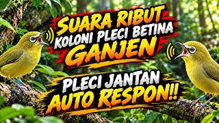 PLECI JANTAN AUTO RESPON!! SUARA RIBUT SAHUT SAHUTAN KOLONI PLECI BETINA GANJEN MANGGIL PLECI JANTAN