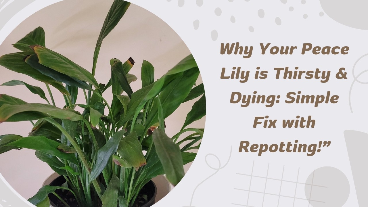 How I Saved My Root-Bound Peace Lily: Step-by-Step Repotting Guide for  Thriving Plants