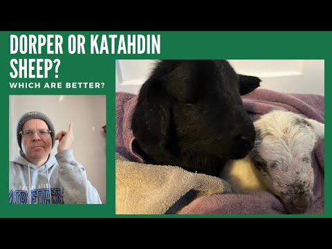 Dorper/Katahdin X? Which Hair Sheep is Better?