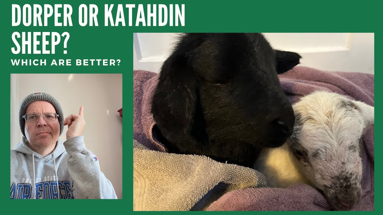 Dorper/Katahdin X? Which Hair Sheep is Better?