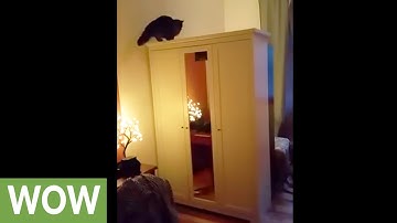 Proof that cats are way better at playing fetch than dogs