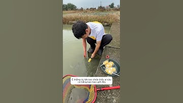 tao chưa thấy ai câu cá bằng kẹo bao giờ