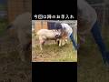ジョンの蹄をお手入れしました🐐🌱#田舎暮らし #ヤギ