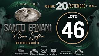 46 - LEILÃO VIRTUAL SANTO ERNANI NOVA SAFRA - 20/09/2026