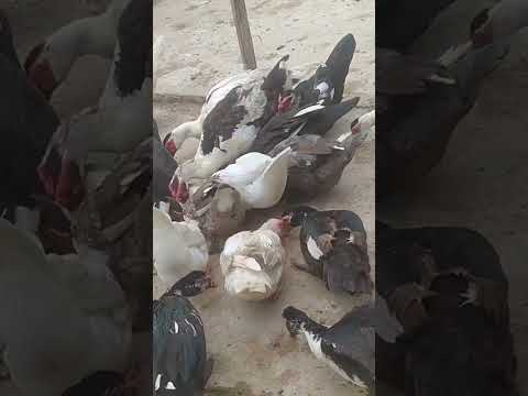 Entok Jumbo Jasinga Bogor Jawa Barat