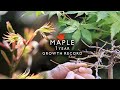 6  bonsai diary  1217    maple eos r5